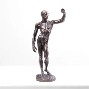 Anatomical Study Statue (Cold Cast Bronze Sculpture by Houdon)